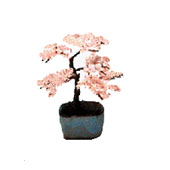 ミニチュア盆栽　桜